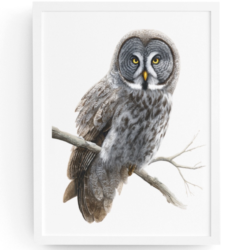 Watercolor Great Grey Owl Portrait Wall Art Print Poster, Unframed